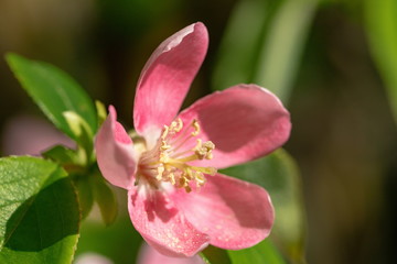 Pink Chinese quince flower ,pollen on petals