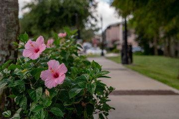 Pink hibiscus flower in the park