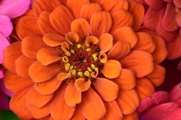 orange flower
