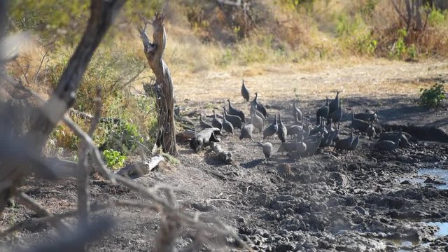 Honey Badger approaching a flock of Guineafowl at an African Watering hole
