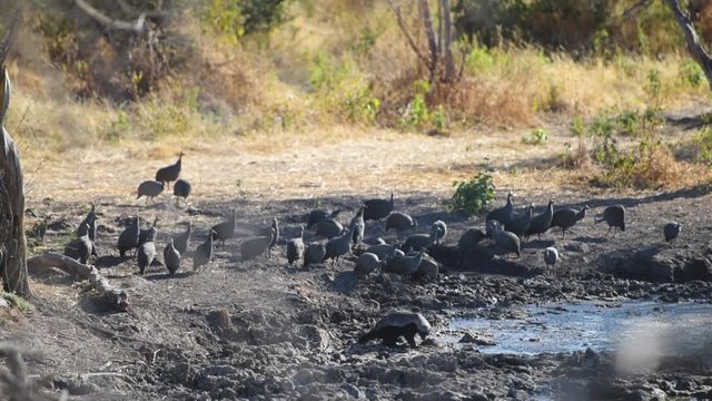 Honey Badger taking a drink of water at a watering hole while Guineafowl stand and wait nearby