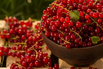 berries red currant in a plate in the garden