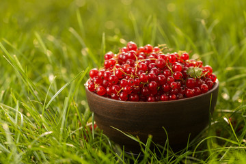 fresh homemade berries red currant in a plate