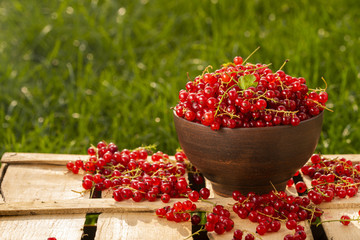 berries red currant in a plate in the garden