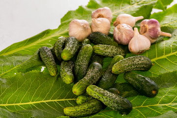 fresh cucumbers and garlic for preservation on horseradish leaves close-up