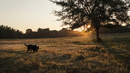 Cattle dog in the country at sunrise