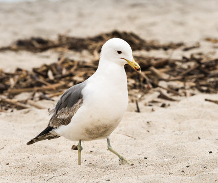 Seagull walking in the Sand on the Beach in San Diego, California
