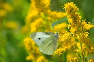 セイタカアワダチソウの蜜を吸うモンシロチョウ.
