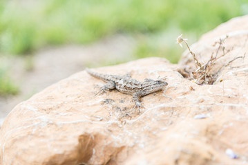tree lizard camped a rock 3
