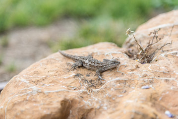 tree lizard camped a rock 2