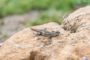 tree lizard camped a rock