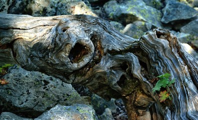 The eyes of the tree