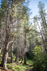 Fototapeta premium South Tahoe woods