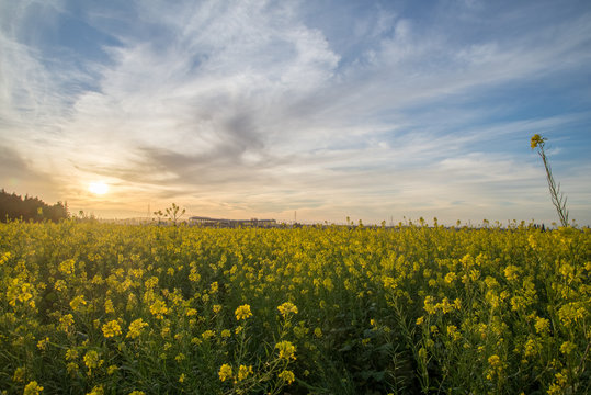 Yellow wildflower field against sunset HDR