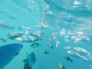 Fototapeta na wymiar Fish swarming under glass boat