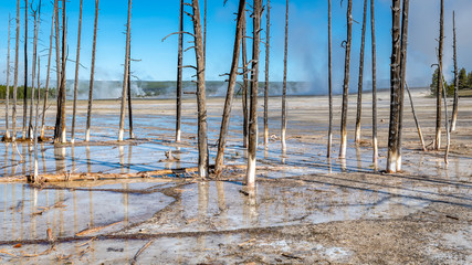 Gyser, dead trees