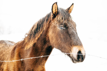Horse behind a wire fence over a white background