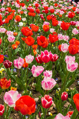 Fototapeta premium Tulip 8