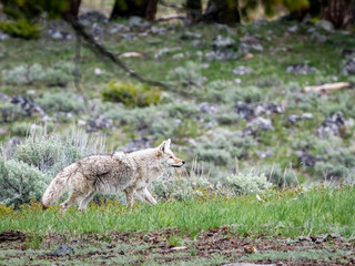 Yellowstone Wolf