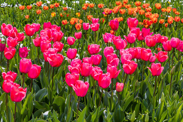 Tulips 4