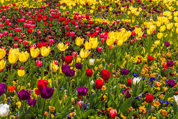 Fototapeta premium Tulips 2