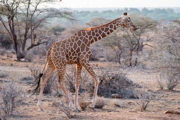 Giraffe