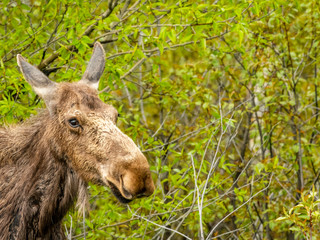 Teton Moose