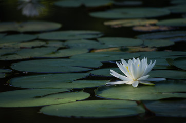 睡蓮　スイレン