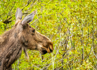 Teton Moose