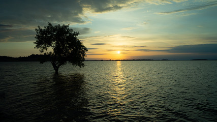 Fototapeta na wymiar Tree in Water Sunset