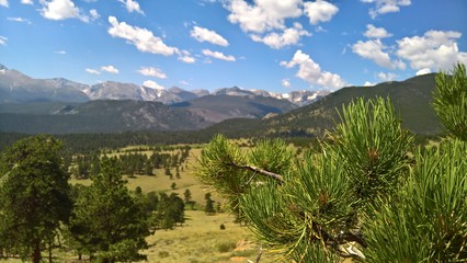Fototapeta na wymiar Focused pine needles with blurred mountain background