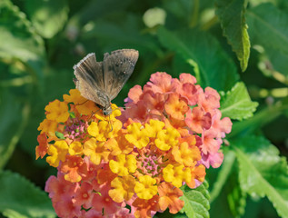 Lantana and butterfly 1