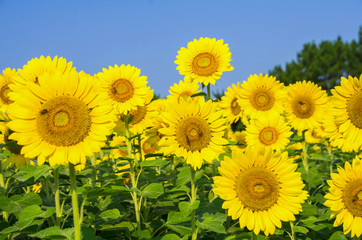 Fototapeta premium ひまわり畑