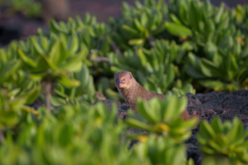 Asian Mongoose in Hawaii