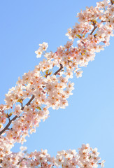 桜　空　春　素材