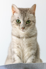 Fototapeta na wymiar Silver tabby cat closeup