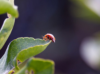Ladybug on leaf