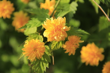 Japan globeflower