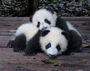 Baby Giant Pandas Playful and adorable - 216350473