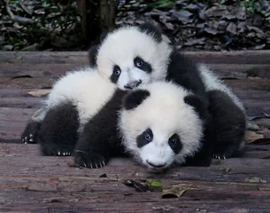 Selbstklebende Fototapeten Baby Giant Pandas Verspielt und bezaubernd © Gary