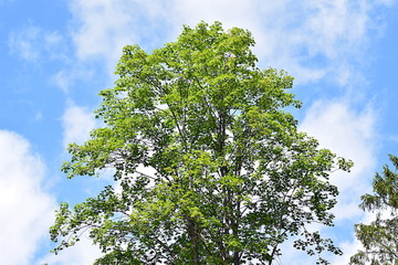 Baumkrone als Hintergrund