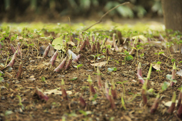 sprouting
