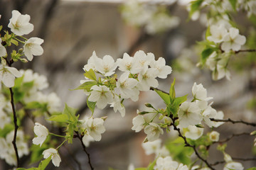 Obraz premium malus crabapple