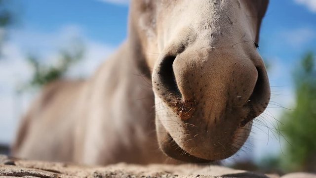 Yawning donkey close-up
