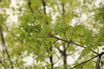 Maple tree