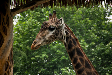 Giraffe