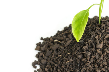 green tree sprout plants growing hope ecology on white background