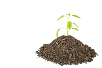 green tree sprout plants growing hope ecology on white background