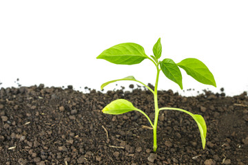 green tree sprout plants growing hope ecology on white background