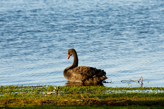 Black Swan - Perth - Australia